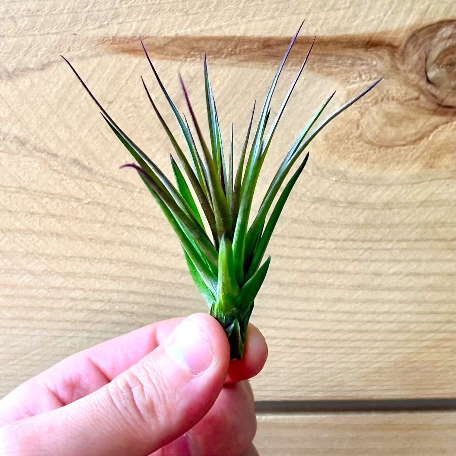 Hand holding a small green plant against a wooden background