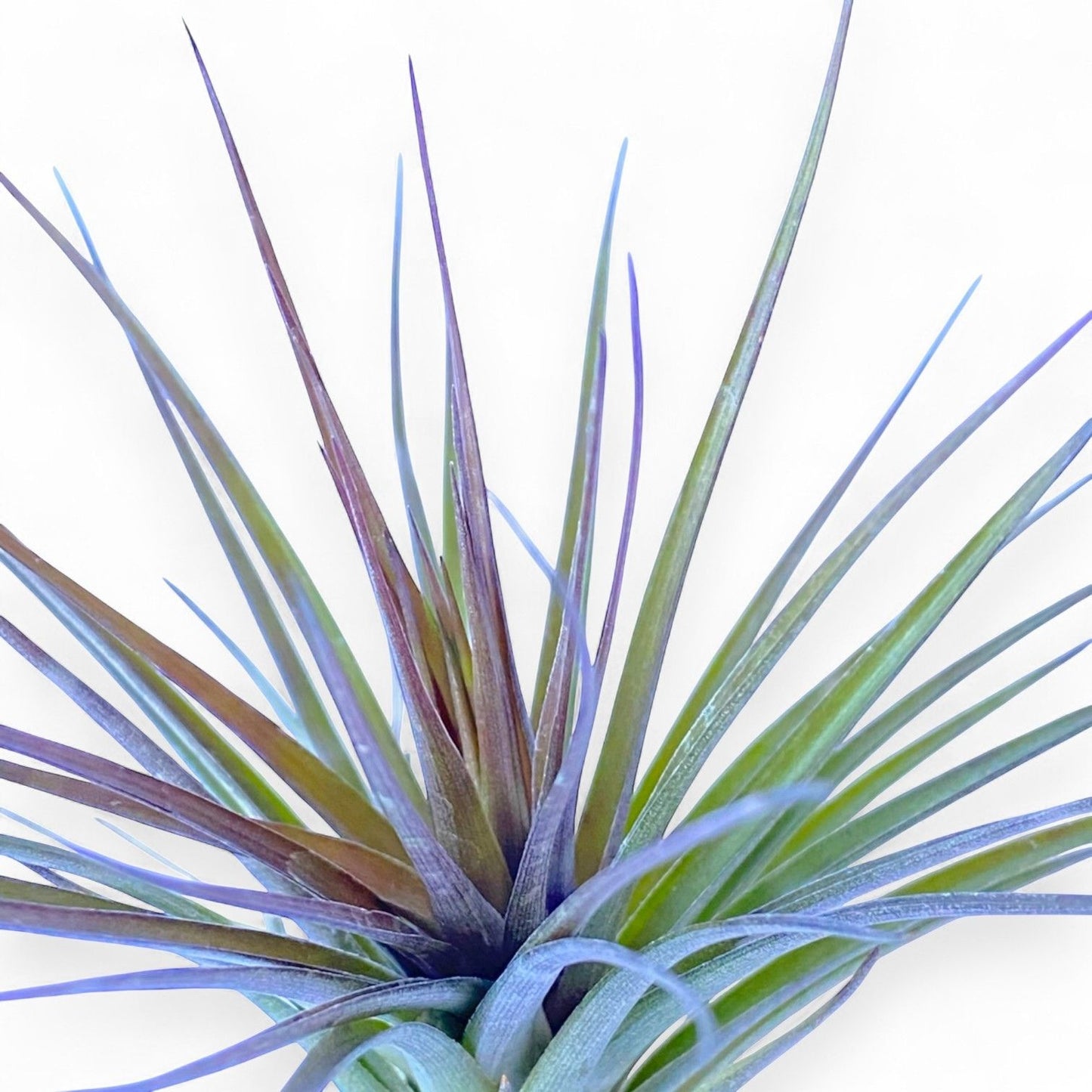 Close-up of a Tillandsia plant with purple and green leaves on a white background