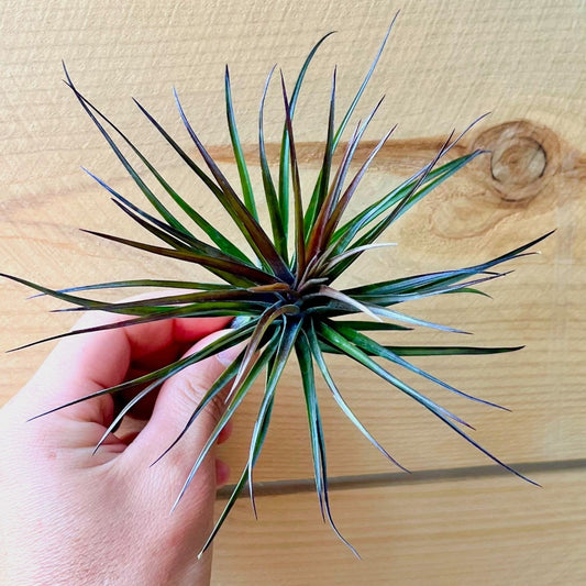 Tillandsia Montana Black
