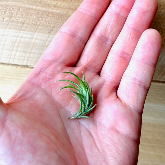 Tillandsia Neglecta