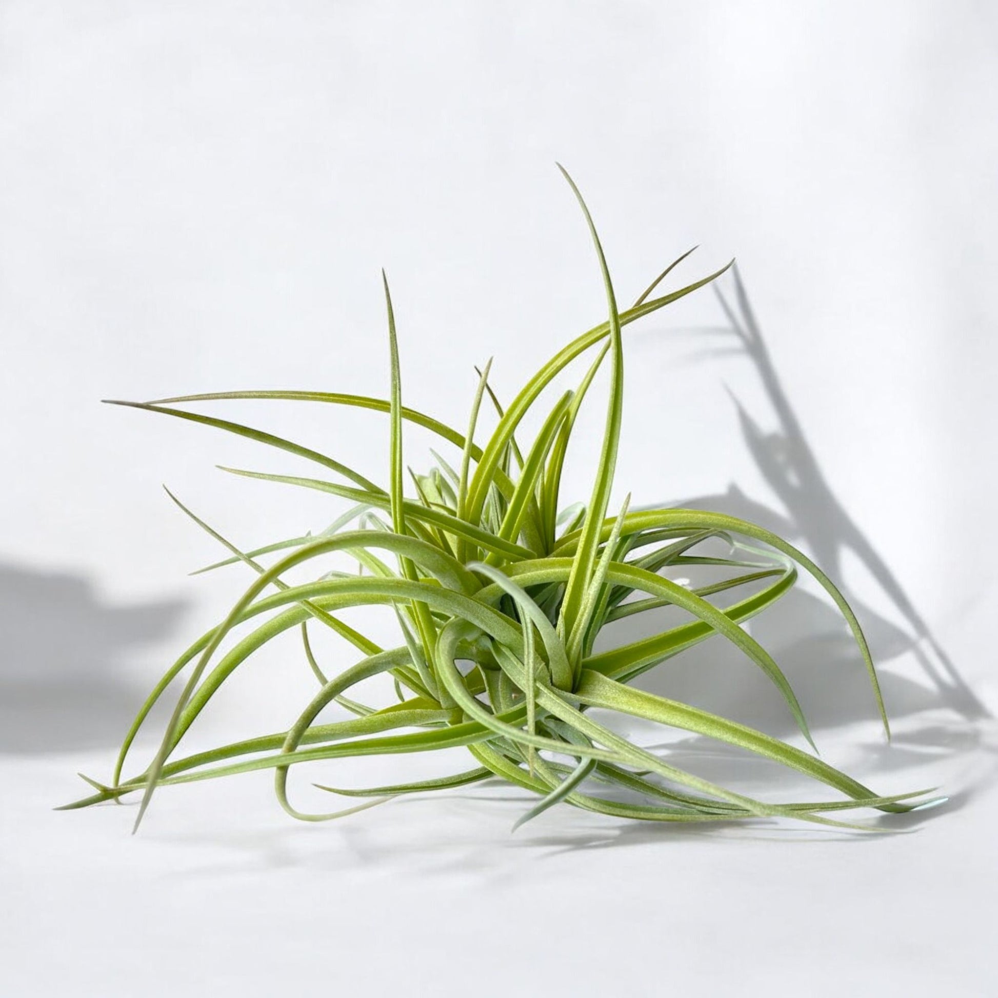 air plant yellow Tillandsia Peru Inca Gold (Clump)