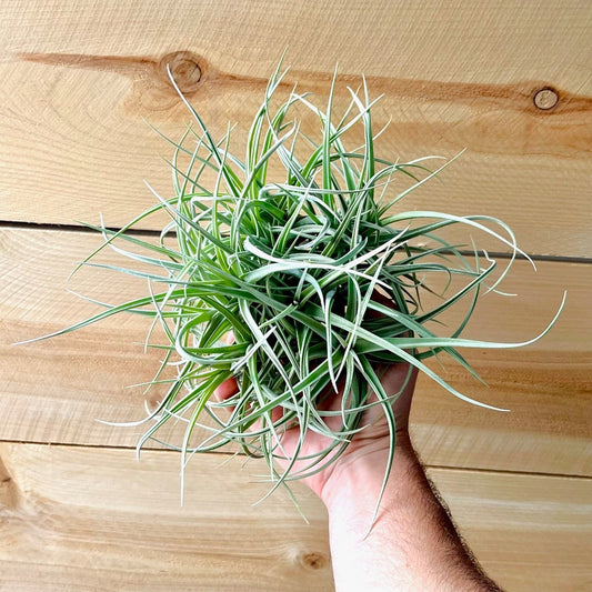 Tillandsia Peru Inca Gold (Clump) *Fragrant Bloom*