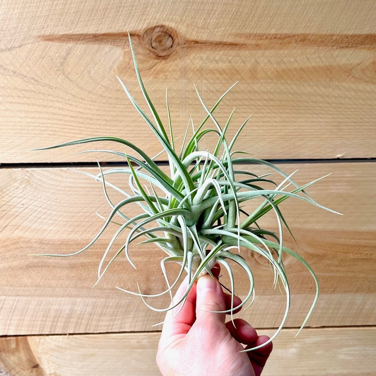 fragrant air plants Tillandsia Peru Inca Gold (Clump) - Air Plant *Fragrant Bloom*