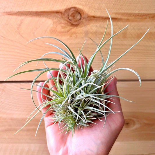 Tillandsia Pringlei (Clump)