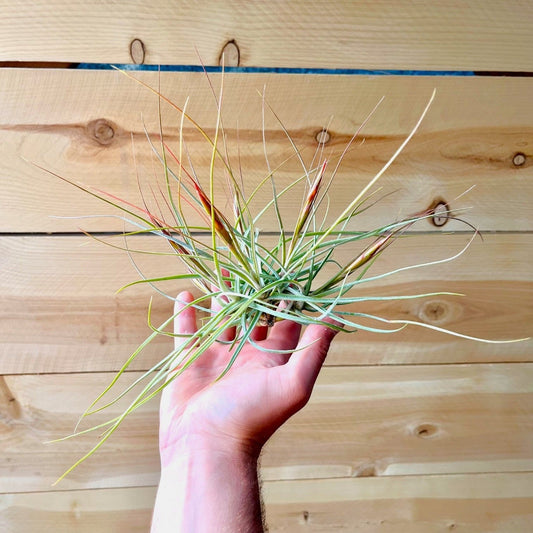 Tillandsia Schiedeana (Clump)