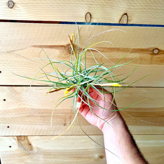 Tillandsia Schiedeana (Clump)