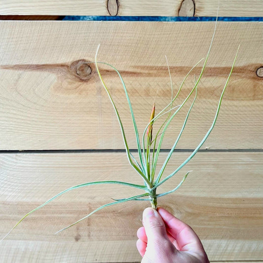 Tillandsia Schiedeana