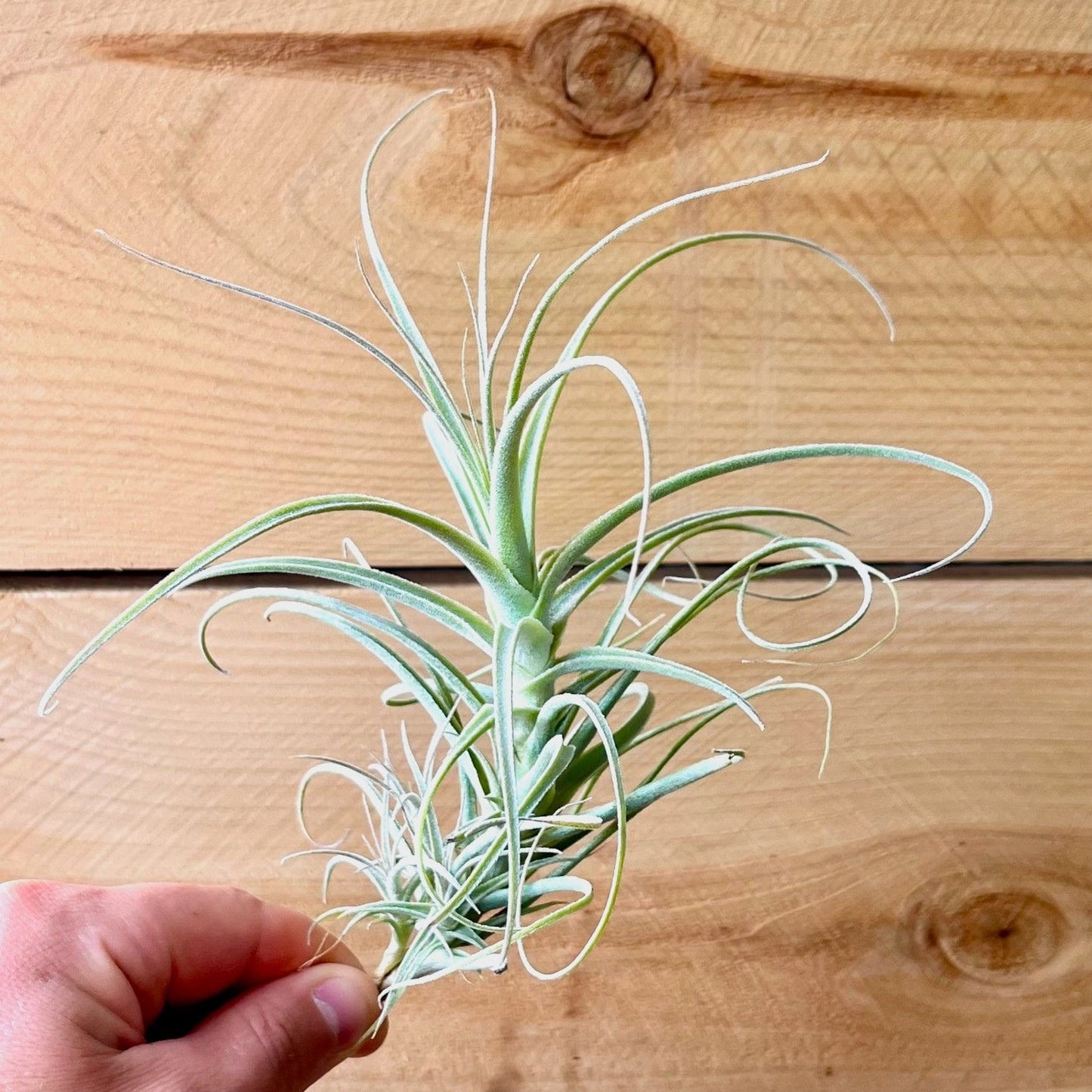 Hand holding a tillandsia plant against a wooden background