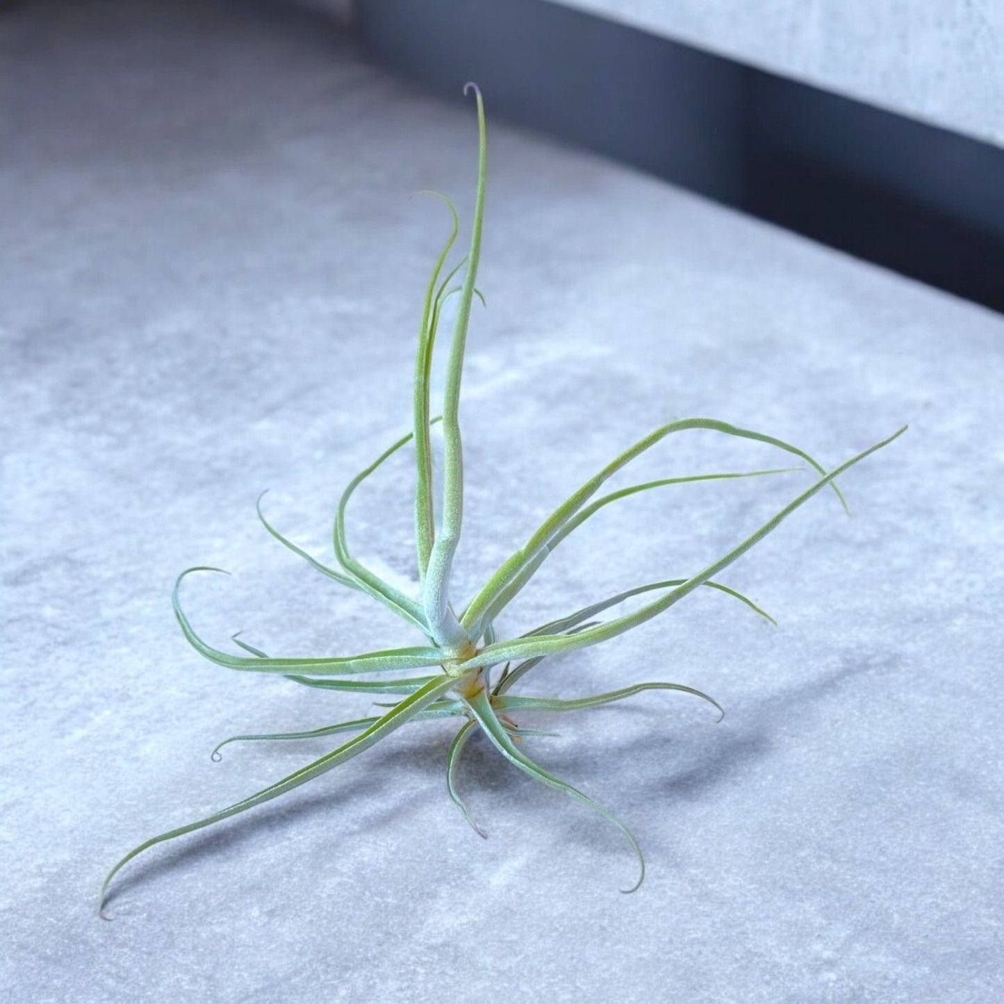 Tillandsia Streptocarpa Thick Leaf *Fragrant Bloom*
