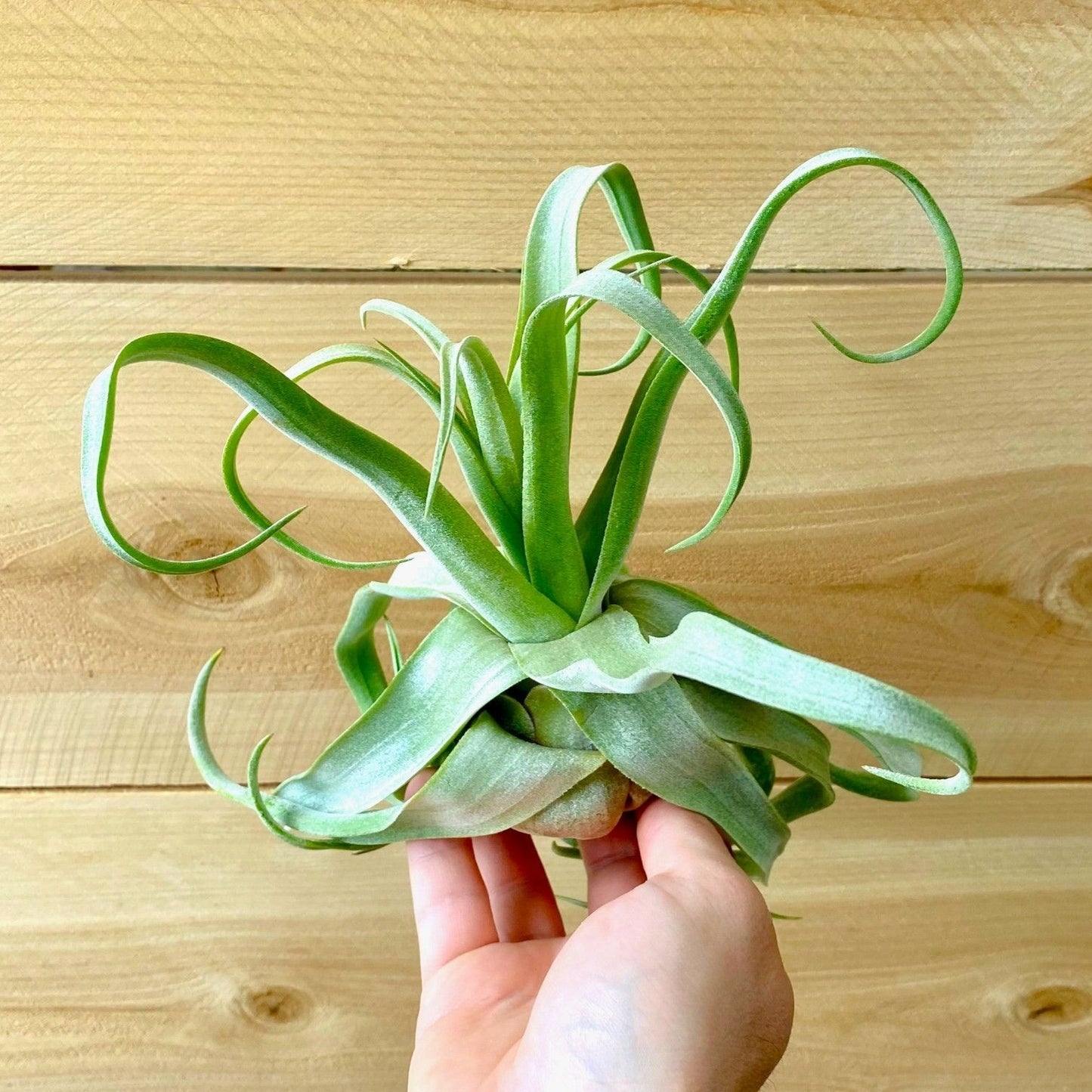 Hand holding a curly green plant against a wooden background