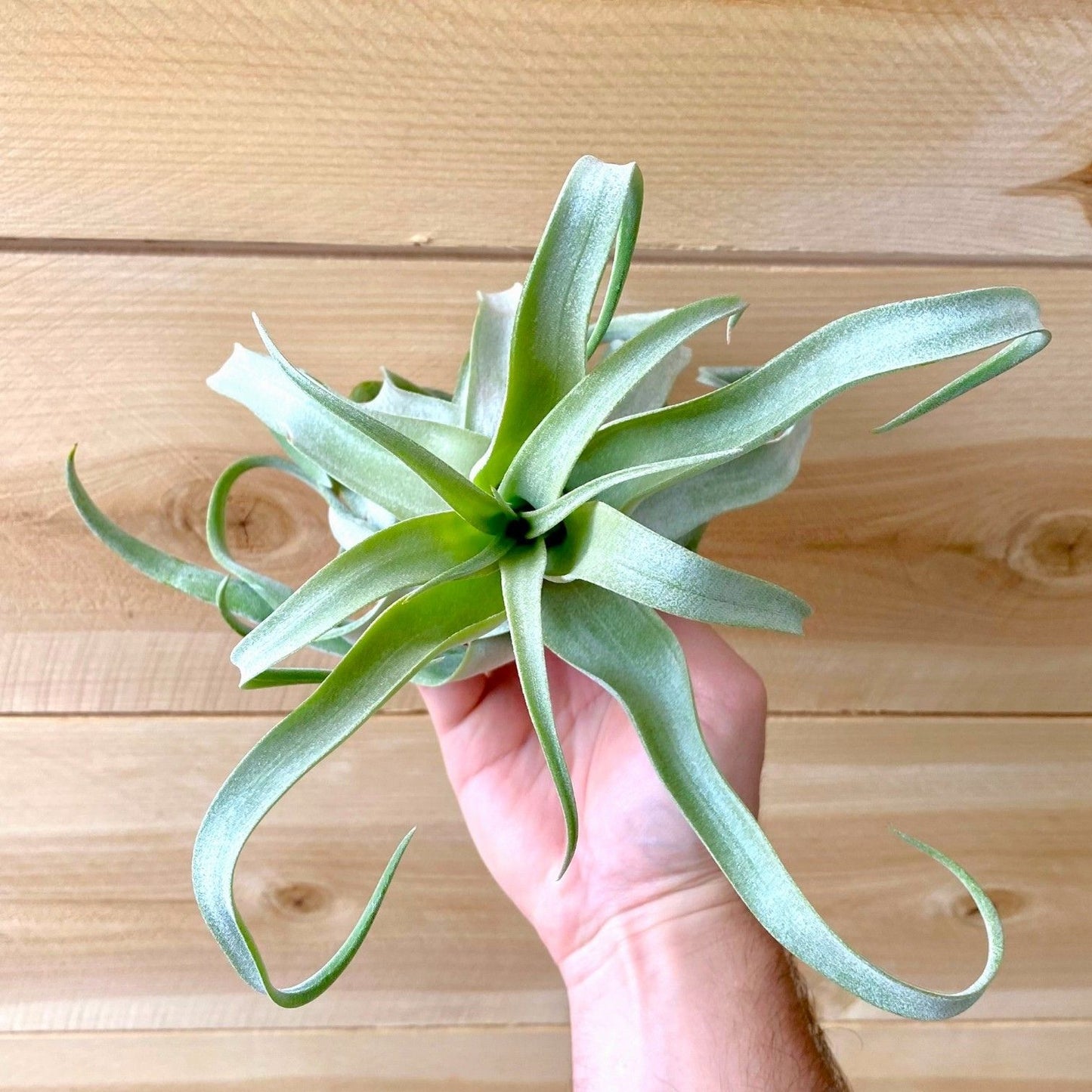 Hand holding a green air plant against a wooden background