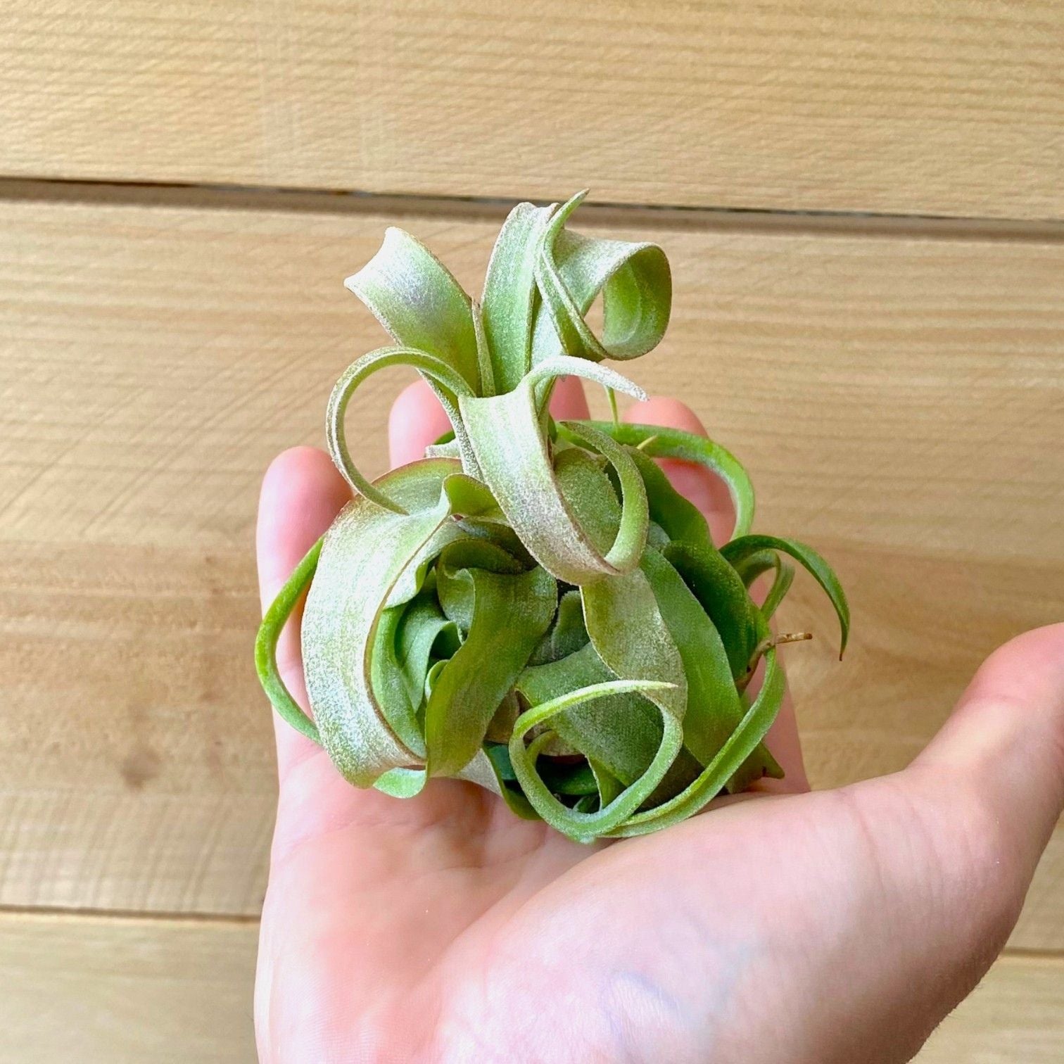 Hand holding a unique green plant against a wooden background
