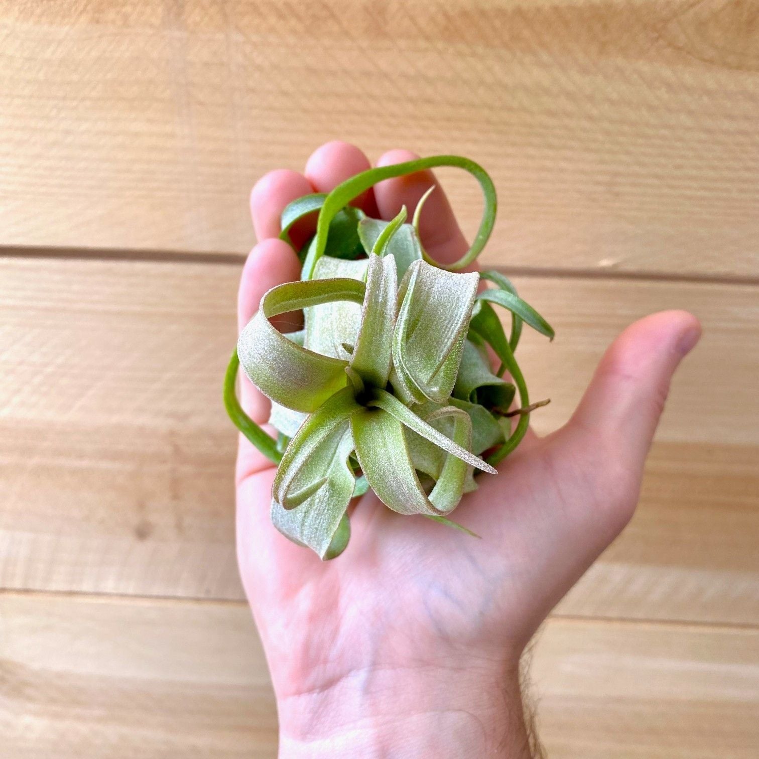 Hand holding a small green air plant against a wooden background