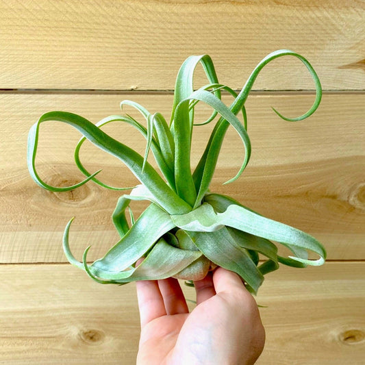 Tillandsia Streptophylla