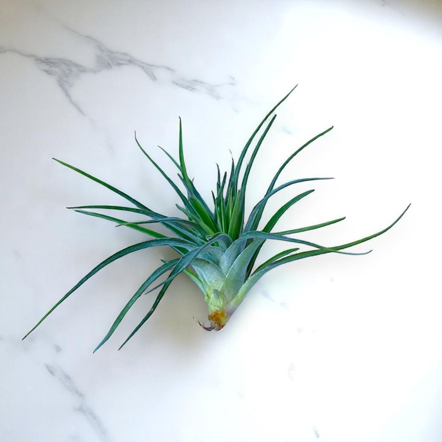 Green air plant on a white marble surface
