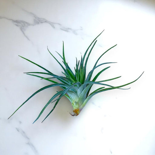 Green air plant on a white marble surface