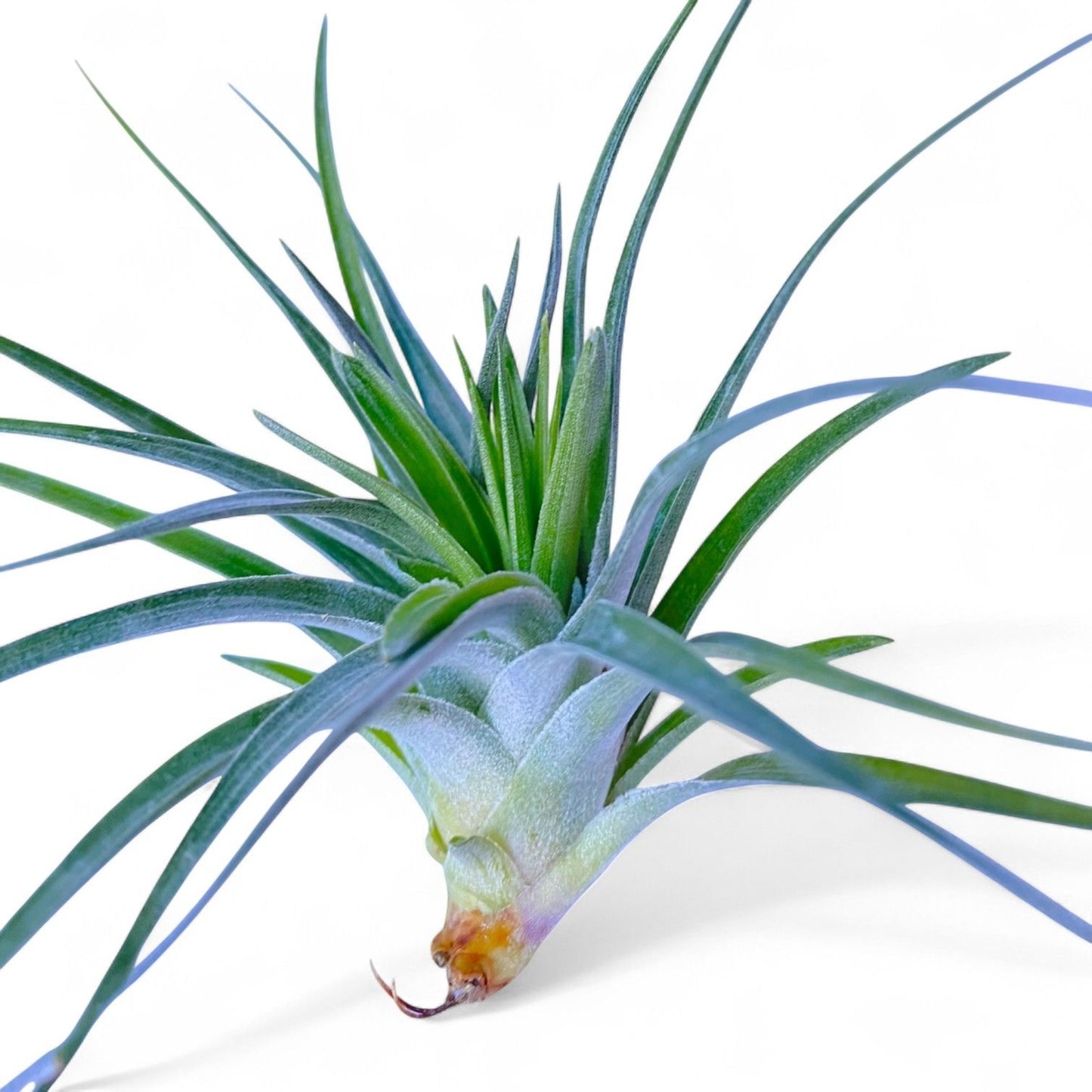 Air plant with long green leaves on a white background