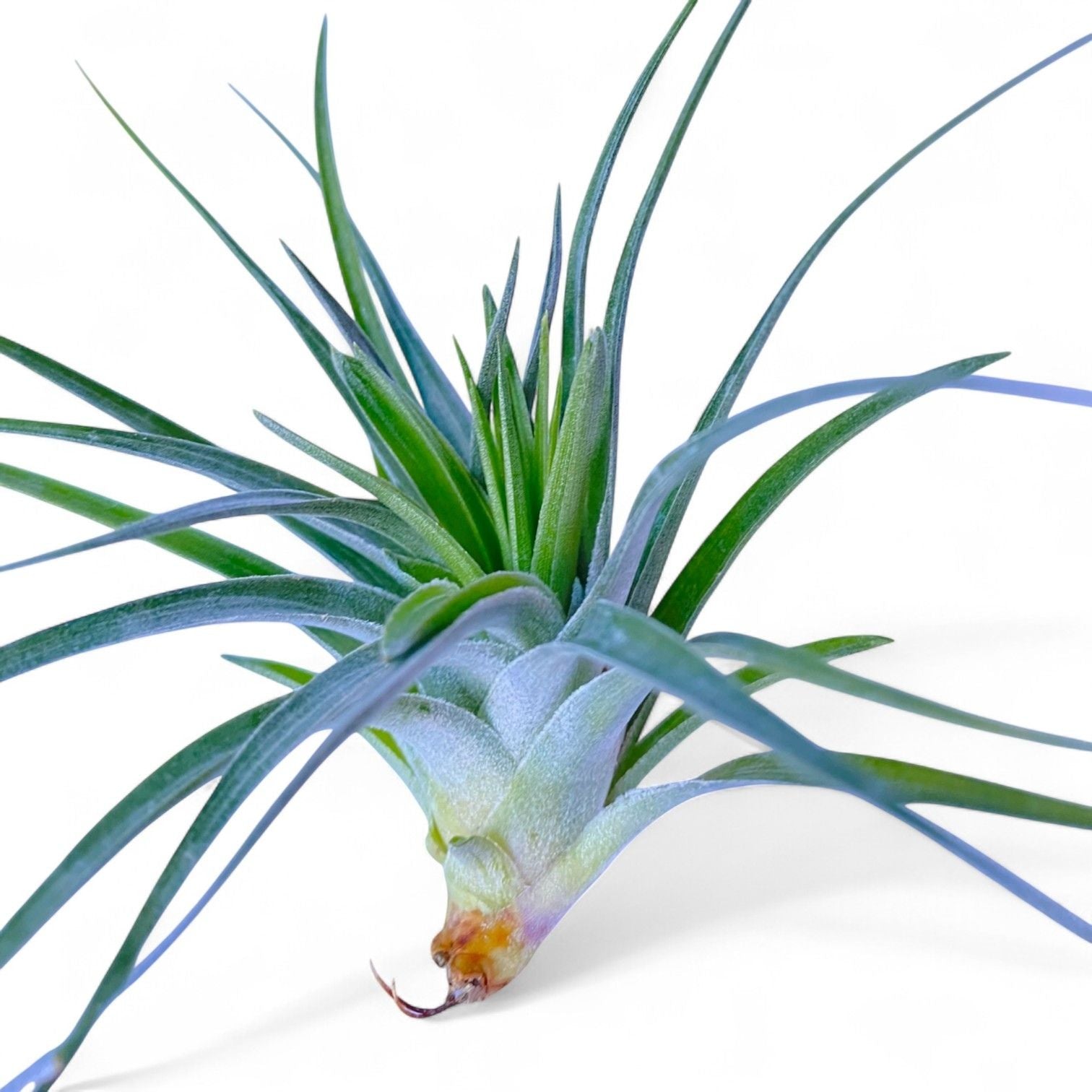Air plant with long green leaves on a white background