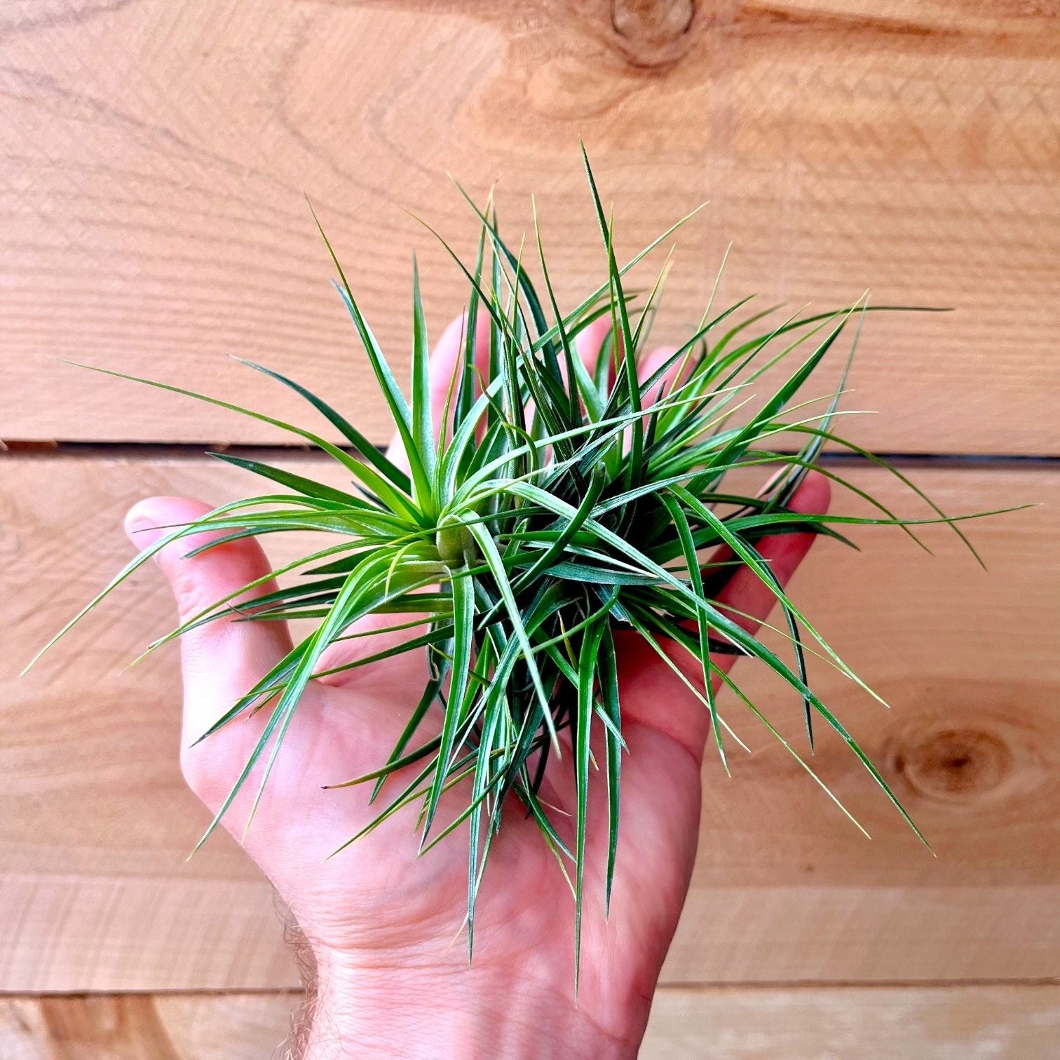 stricta green air plant Tillandsia Stricta Compacta (Clump)