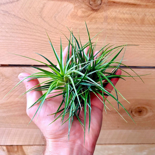Tillandsia Stricta Compacta (Clump)