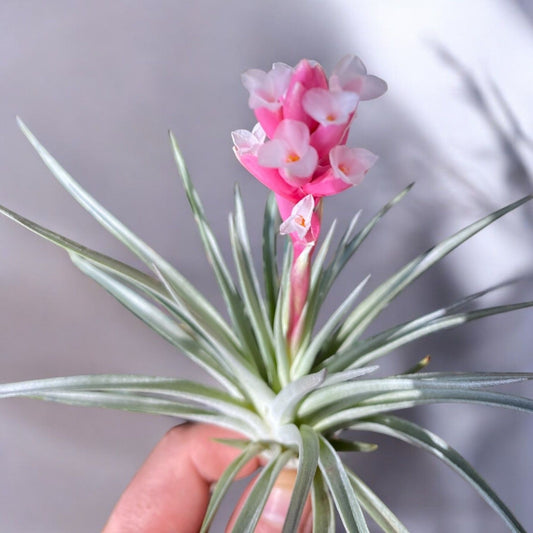 Tillandsia Stricta Purple Haze