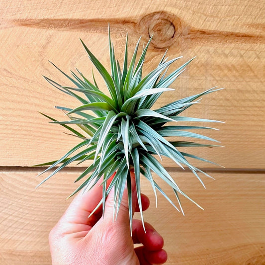 Tillandsia Stricta Purple Haze
