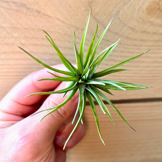 Tillandsia Tenuifoloa Purple Fan