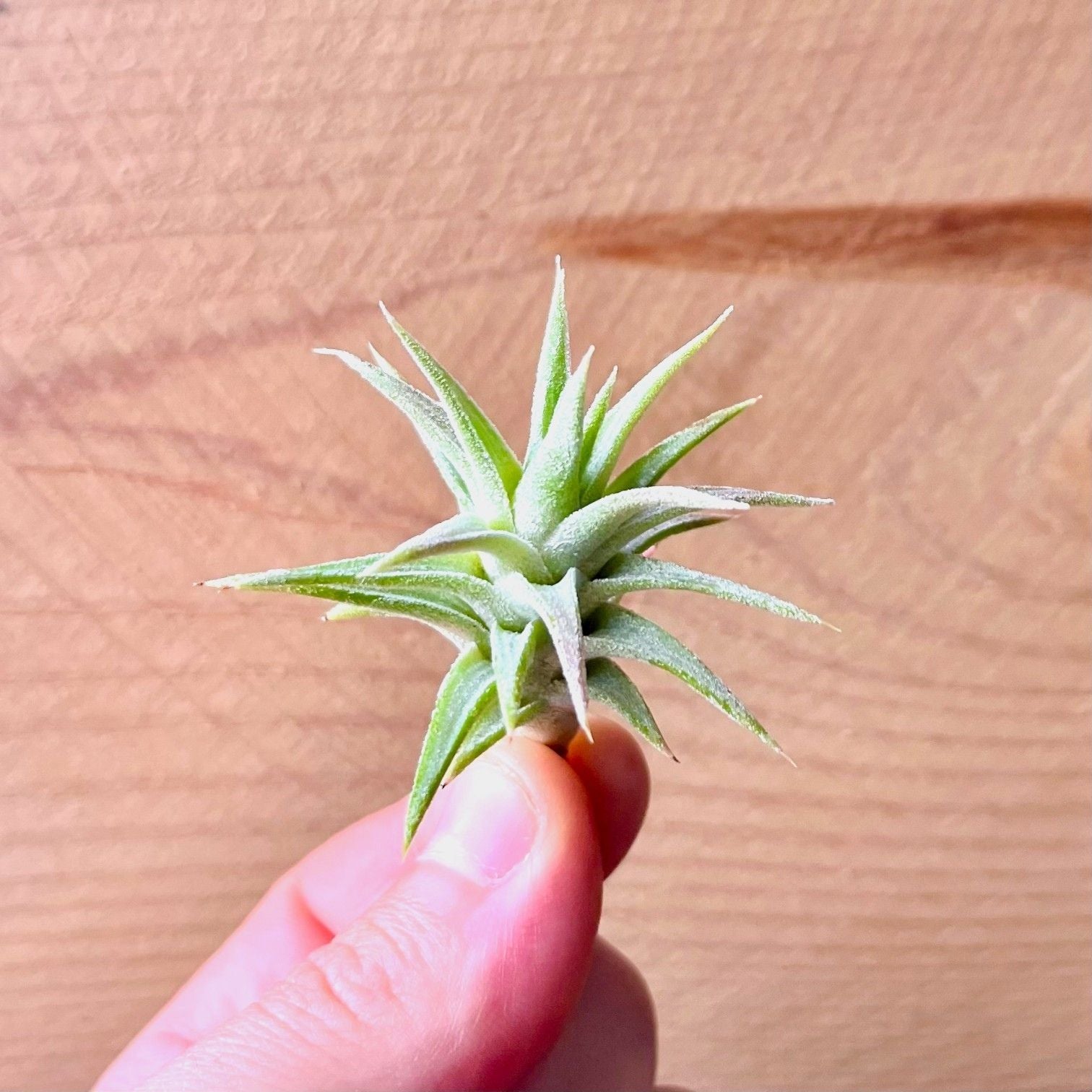 Small green air plant held between fingers against a wooden background