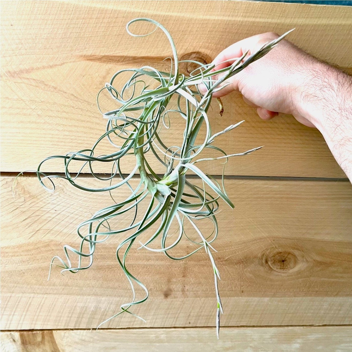 Tillandsia ‘Wonga’ (Mallemontii x Duratii) *Fragrant Bloom*