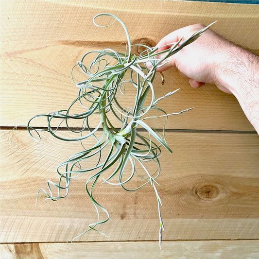 Tillandsia ‘Wonga’ (Mallemontii x Duratii) *Fragrant Bloom*