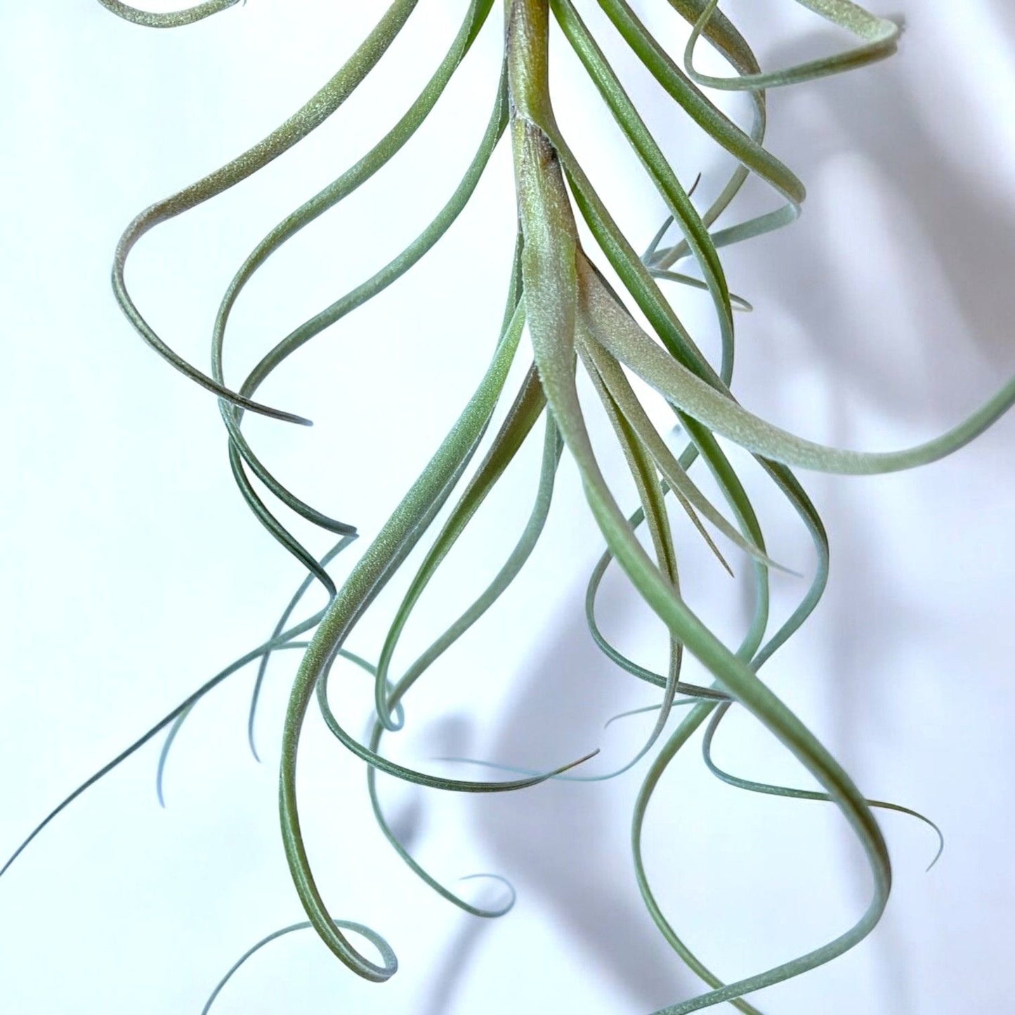 Tillandsia ‘Wonga’ (Mallemontii x Duratii) *Fragrant Bloom*