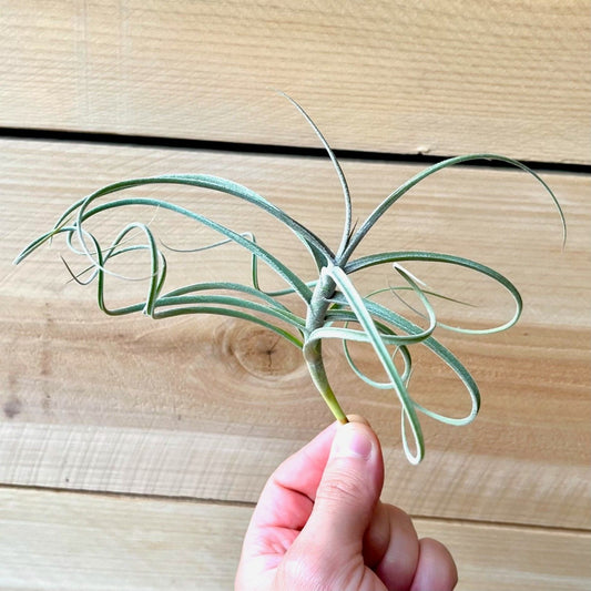 Tillandsia ‘Wonga’ (Mallemontii x Duratii) *Fragrant Bloom*