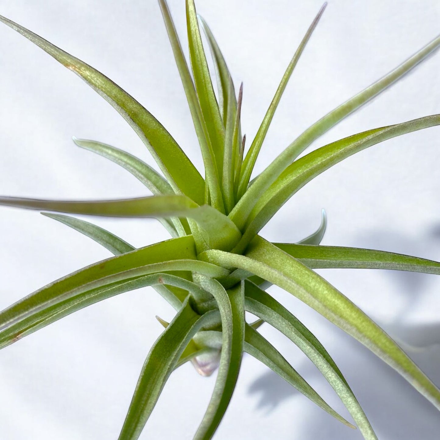 tillandsia bergeri air plant