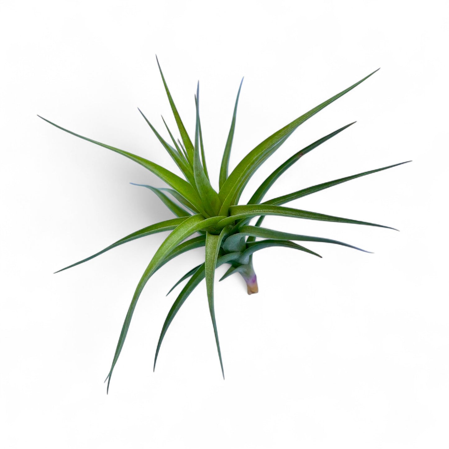 Green air plant on a white background