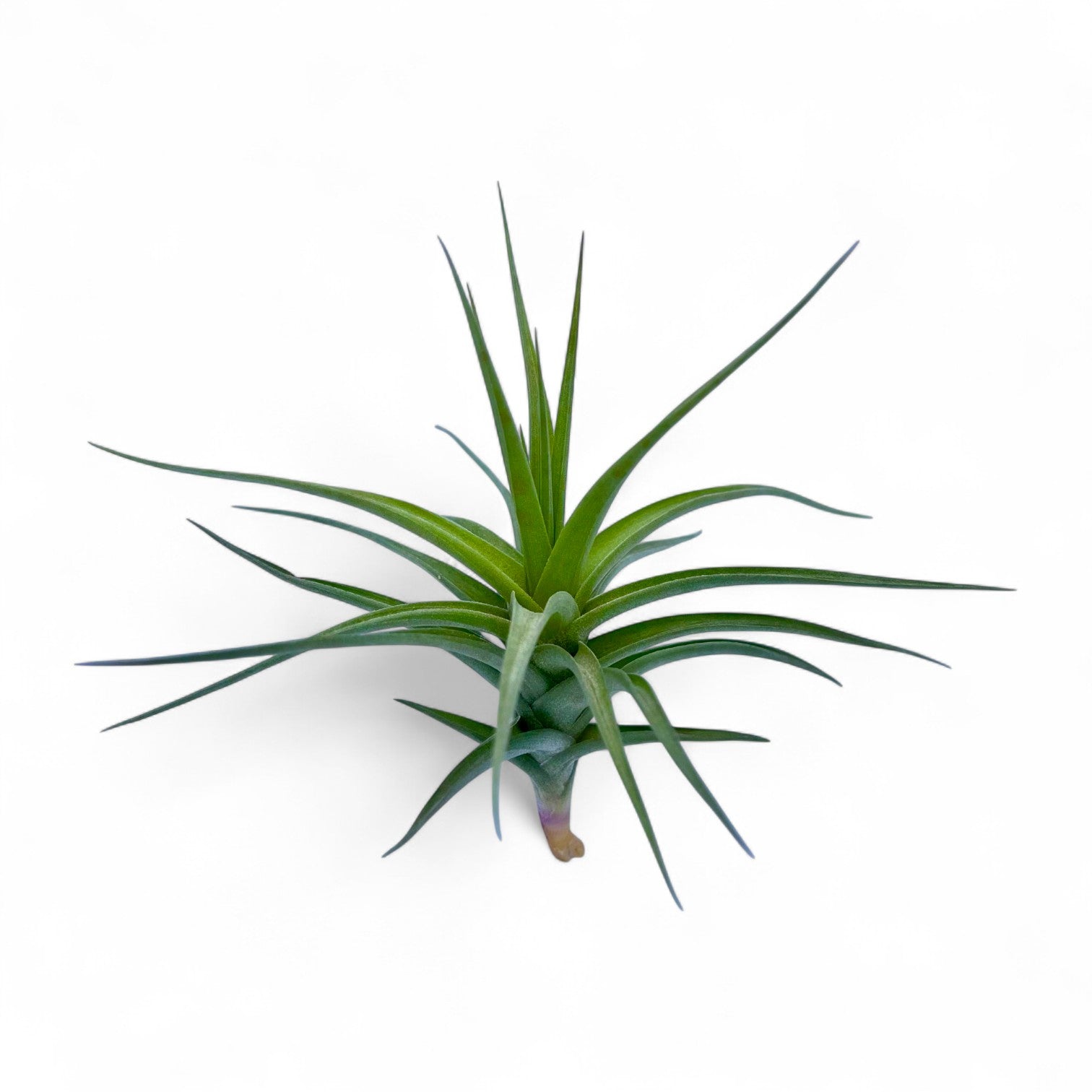 Green air plant on a white background