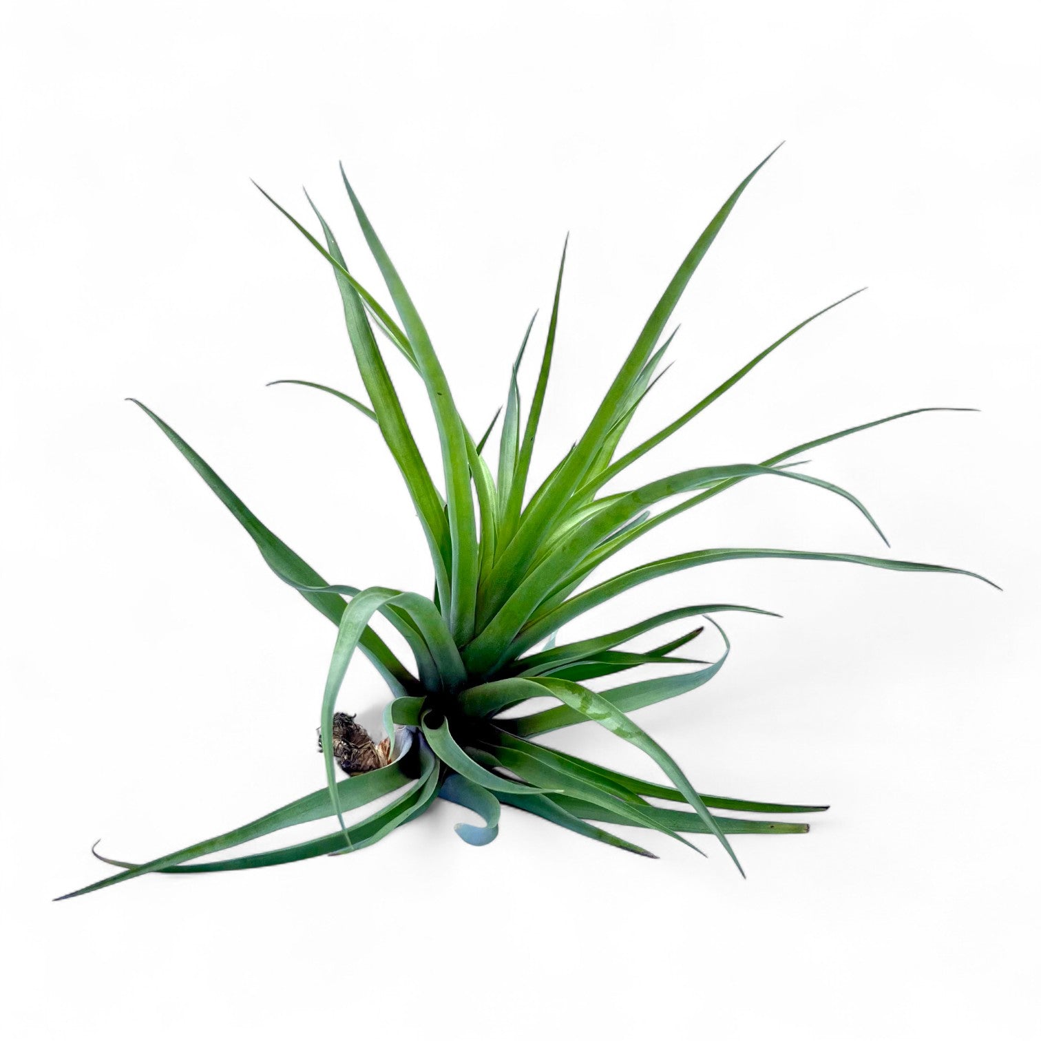 Green air plant on a white background