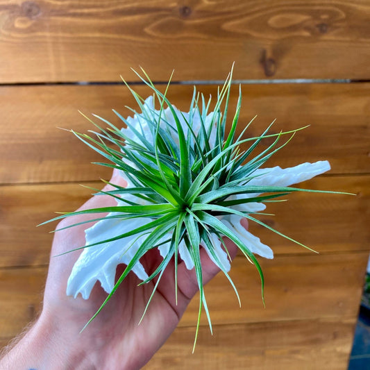 Large white ramosa murex shell tillandsia air plant display coastal decor