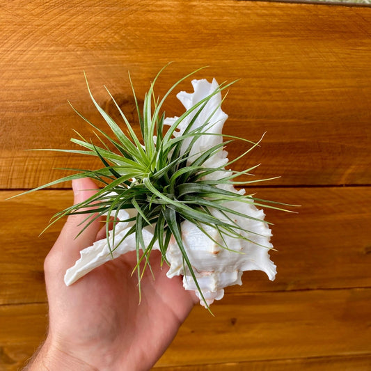 Large white ramosa murex shell tillandsia air plant display coastal decor